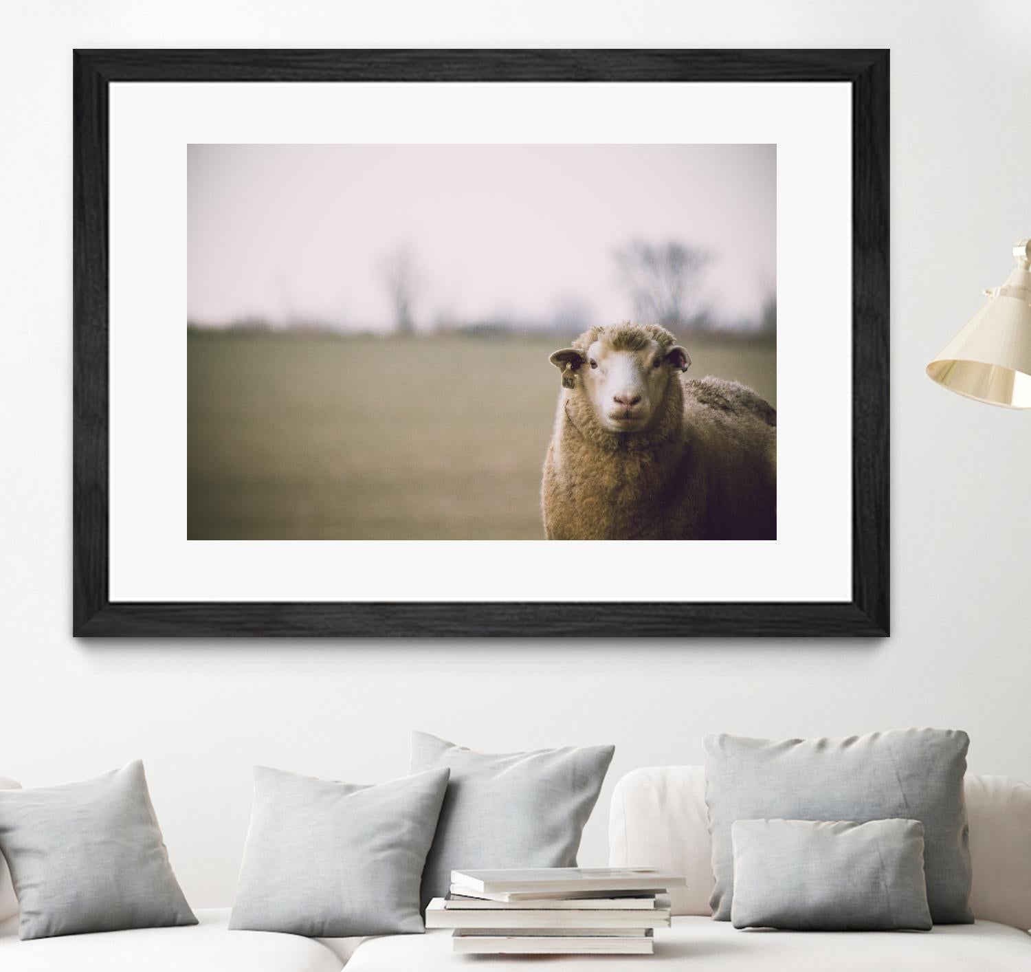 Baa 167 by Pexels on GIANT ART - white animals