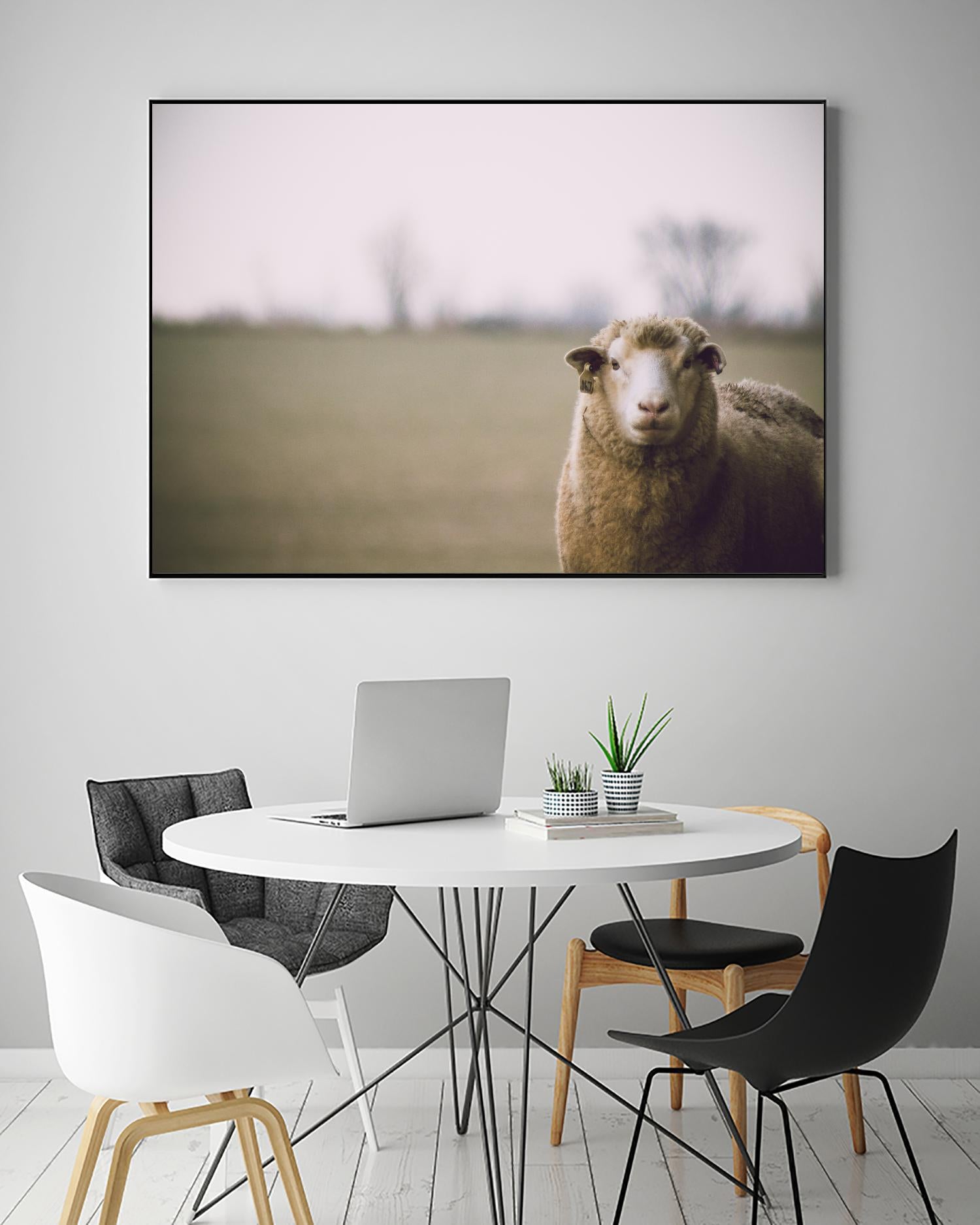 Baa 167 by Pexels on GIANT ART - white animals