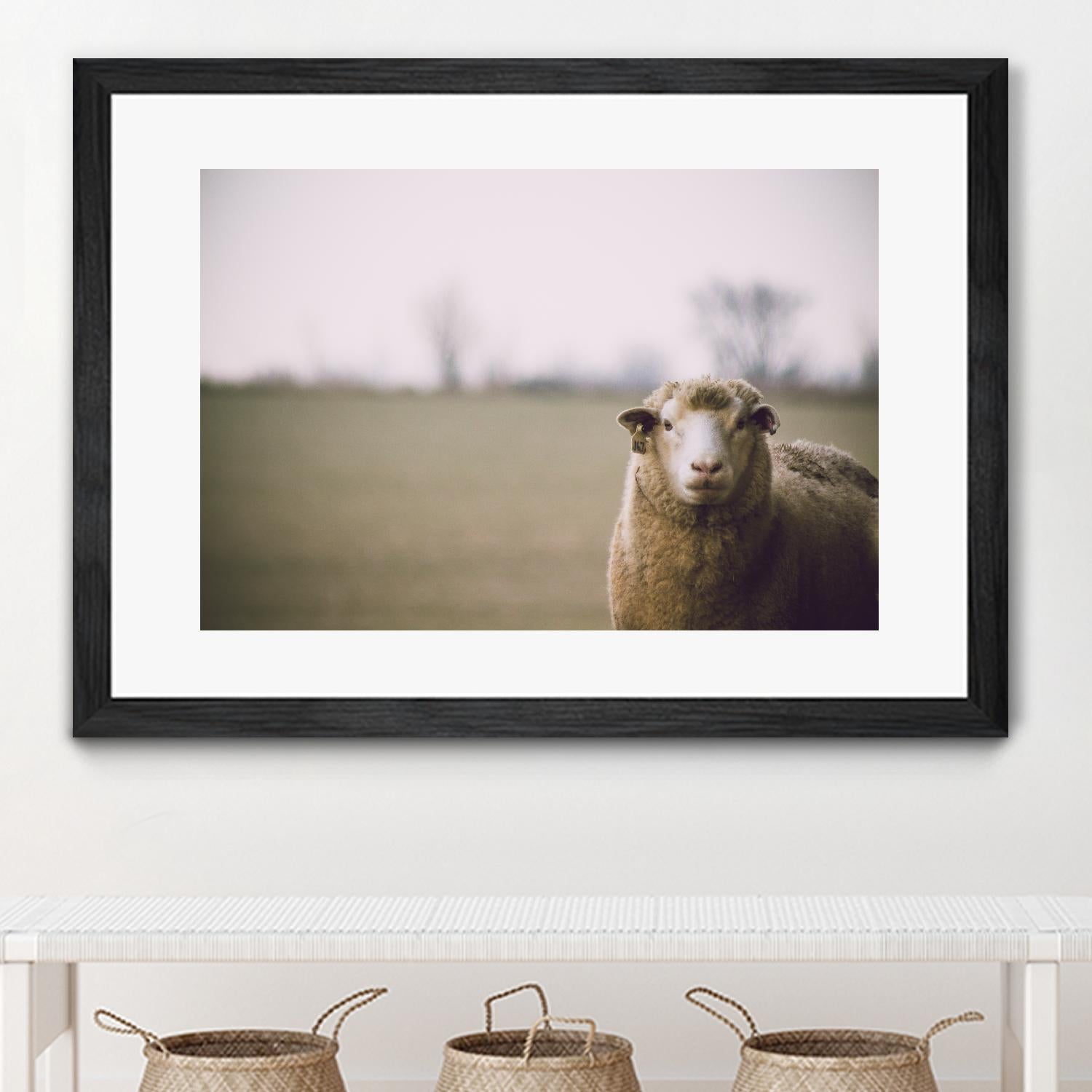 Baa 167 by Pexels on GIANT ART - white animals