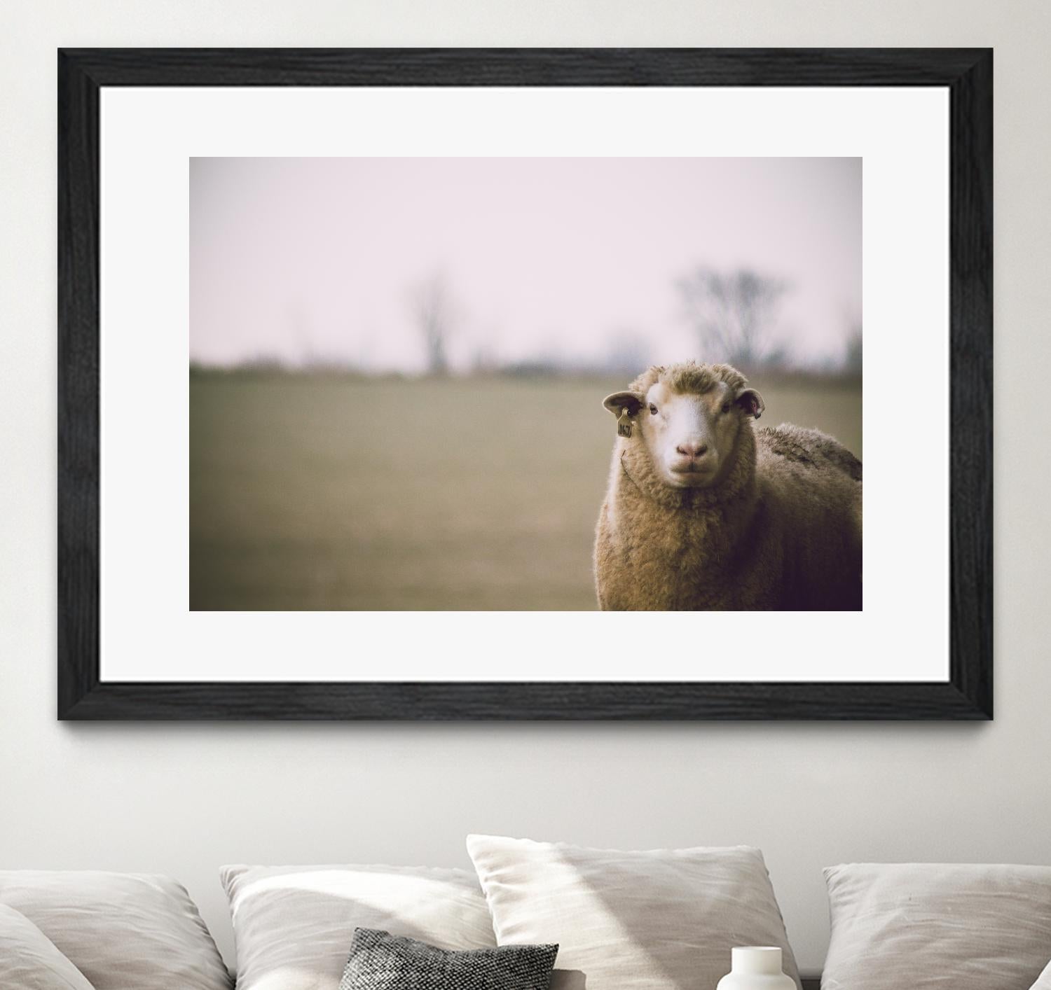 Baa 167 by Pexels on GIANT ART - white animals