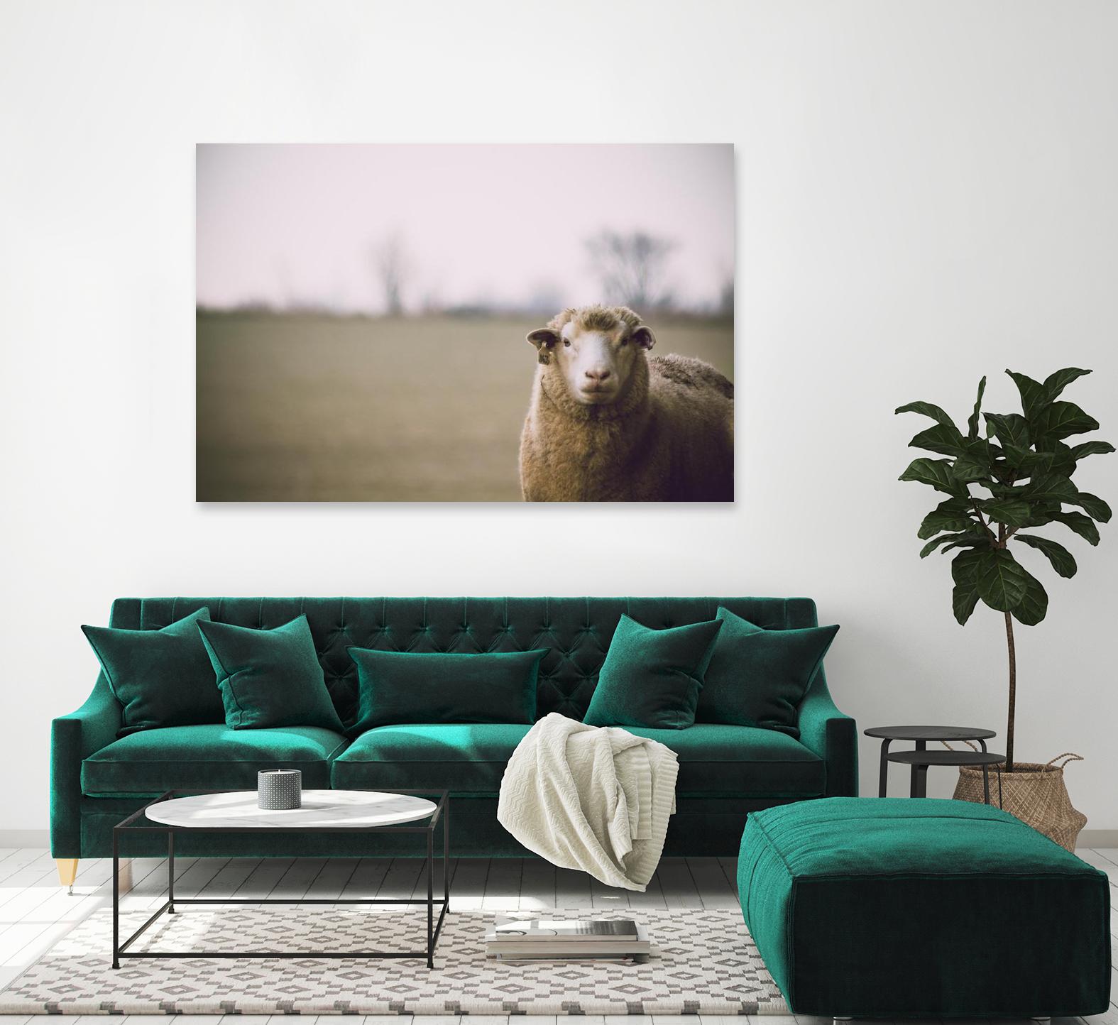 Baa 167 by Pexels on GIANT ART - white animals