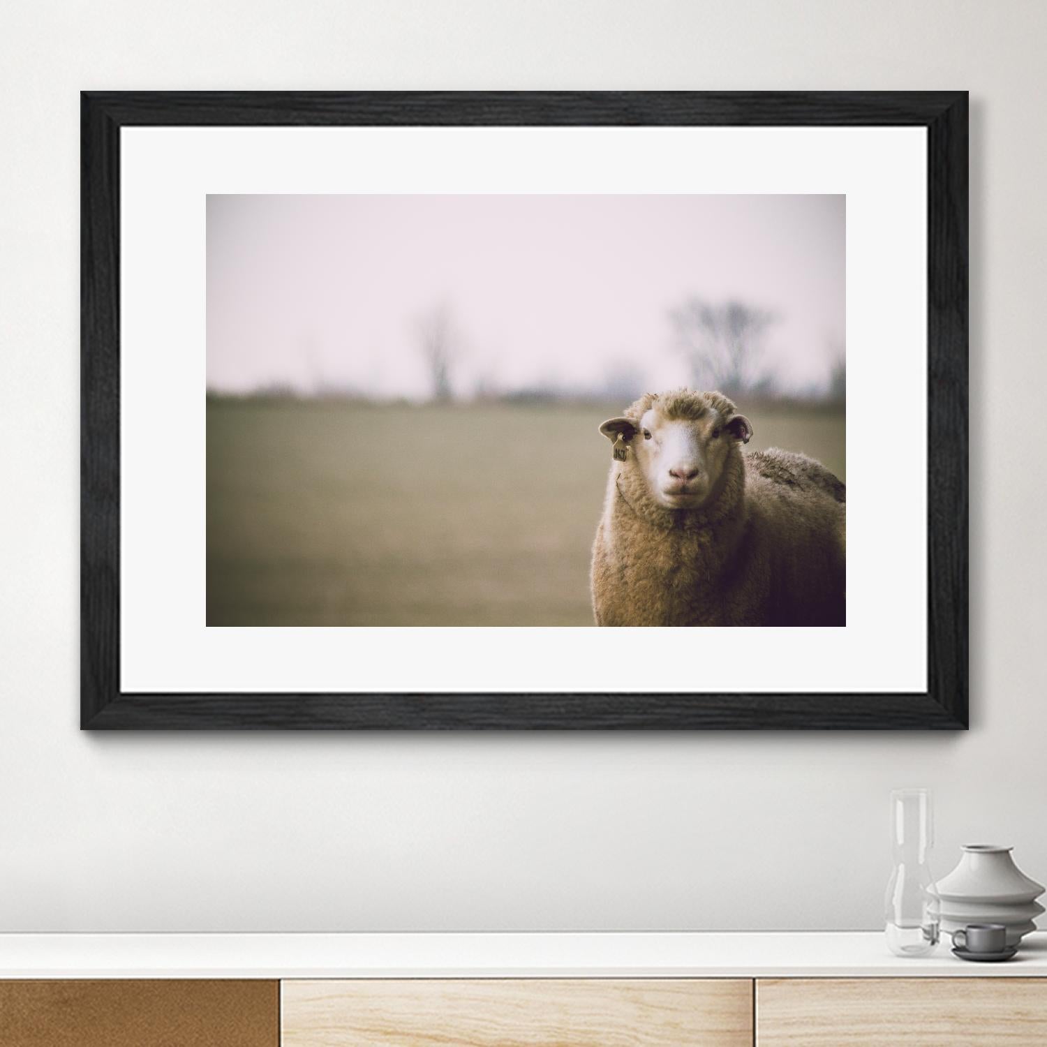 Baa 167 by Pexels on GIANT ART - white animals