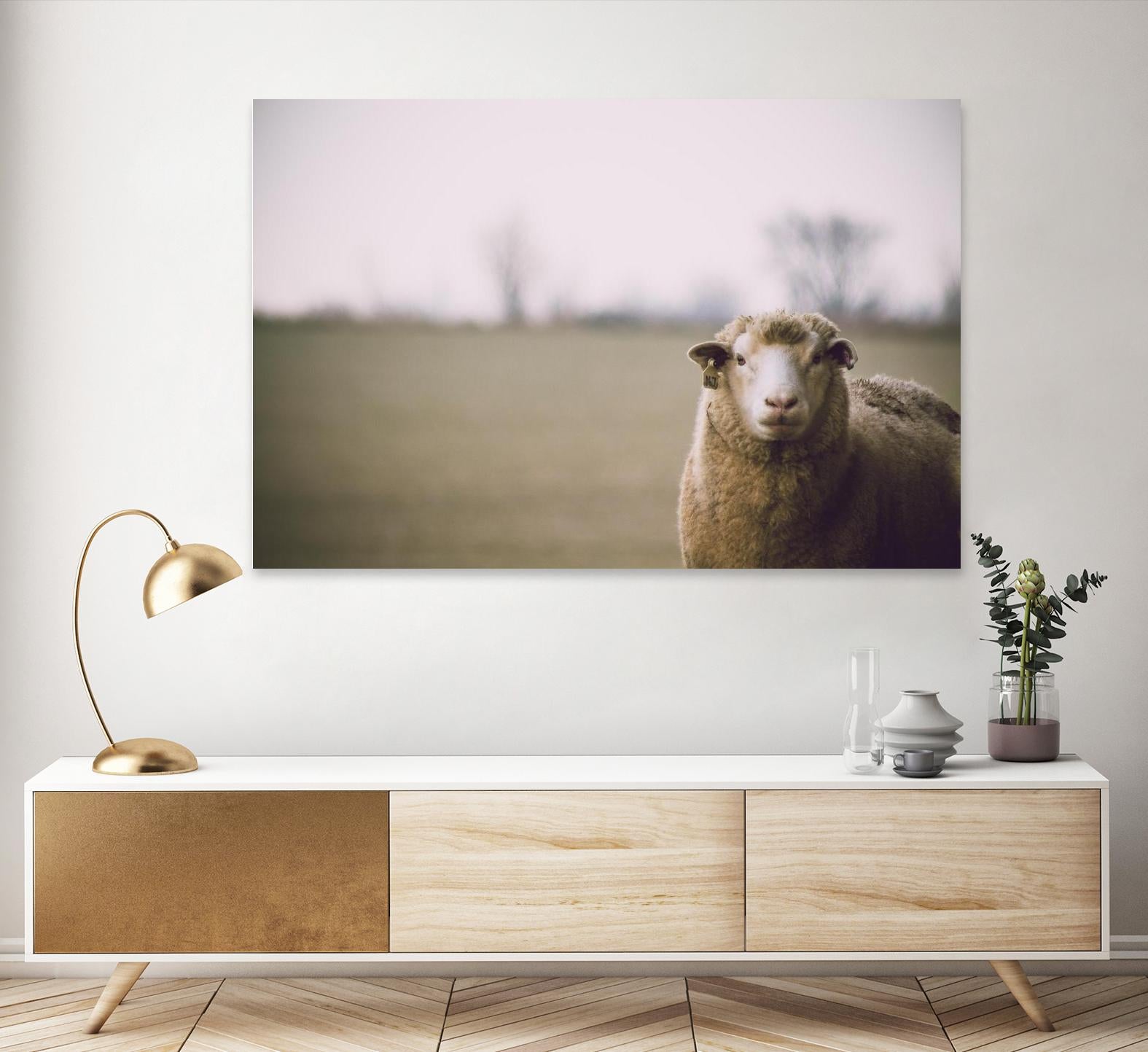 Baa 167 by Pexels on GIANT ART - white animals