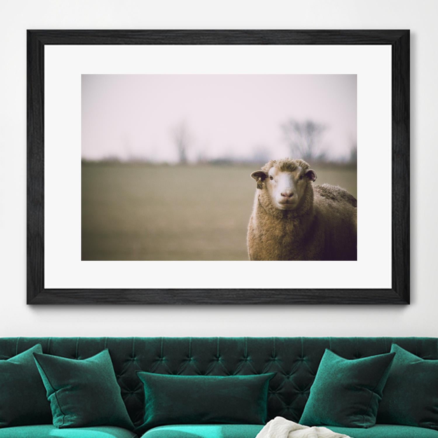 Baa 167 by Pexels on GIANT ART - white animals