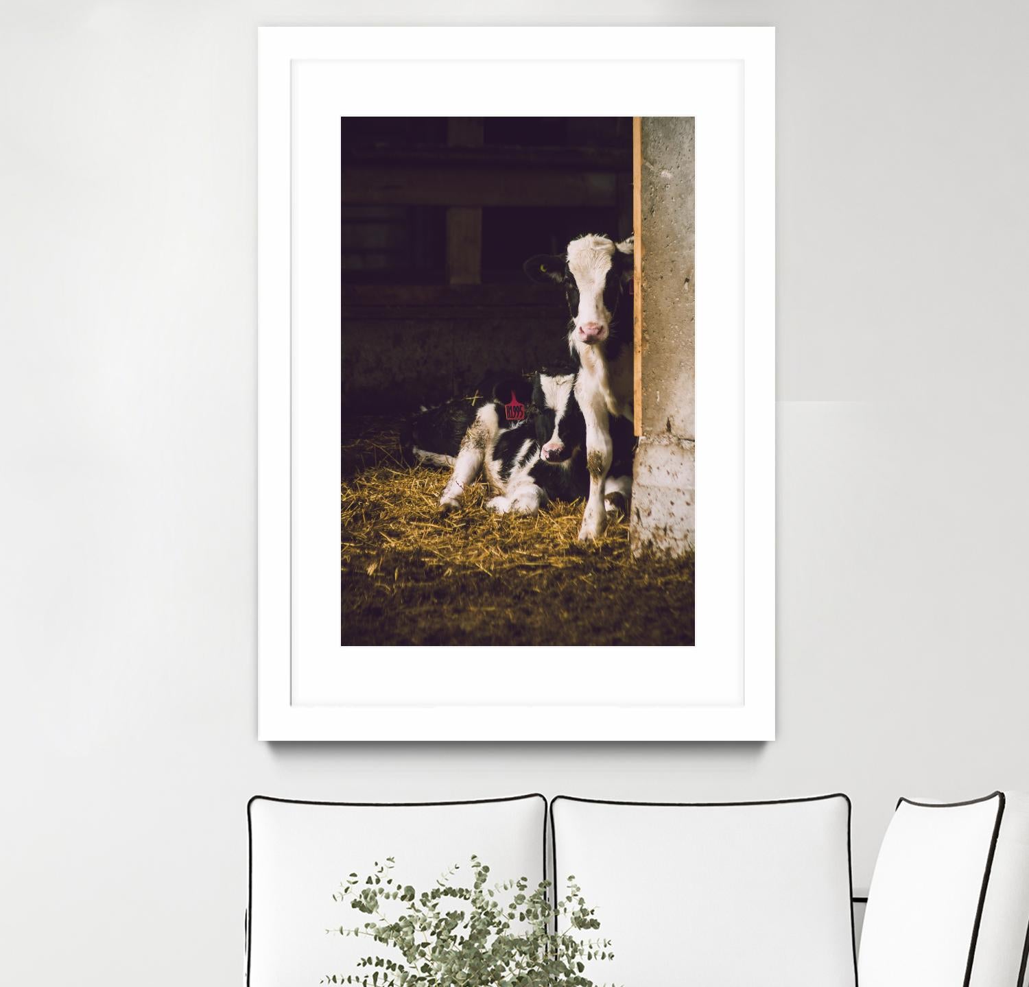 Siblings by Pexels on GIANT ART - yellow animals