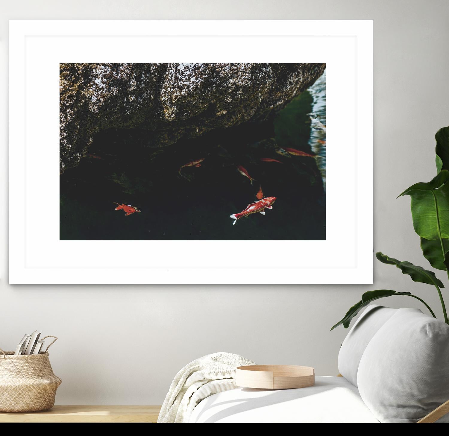 Hiding Koi by Pexels on GIANT ART - orange animals