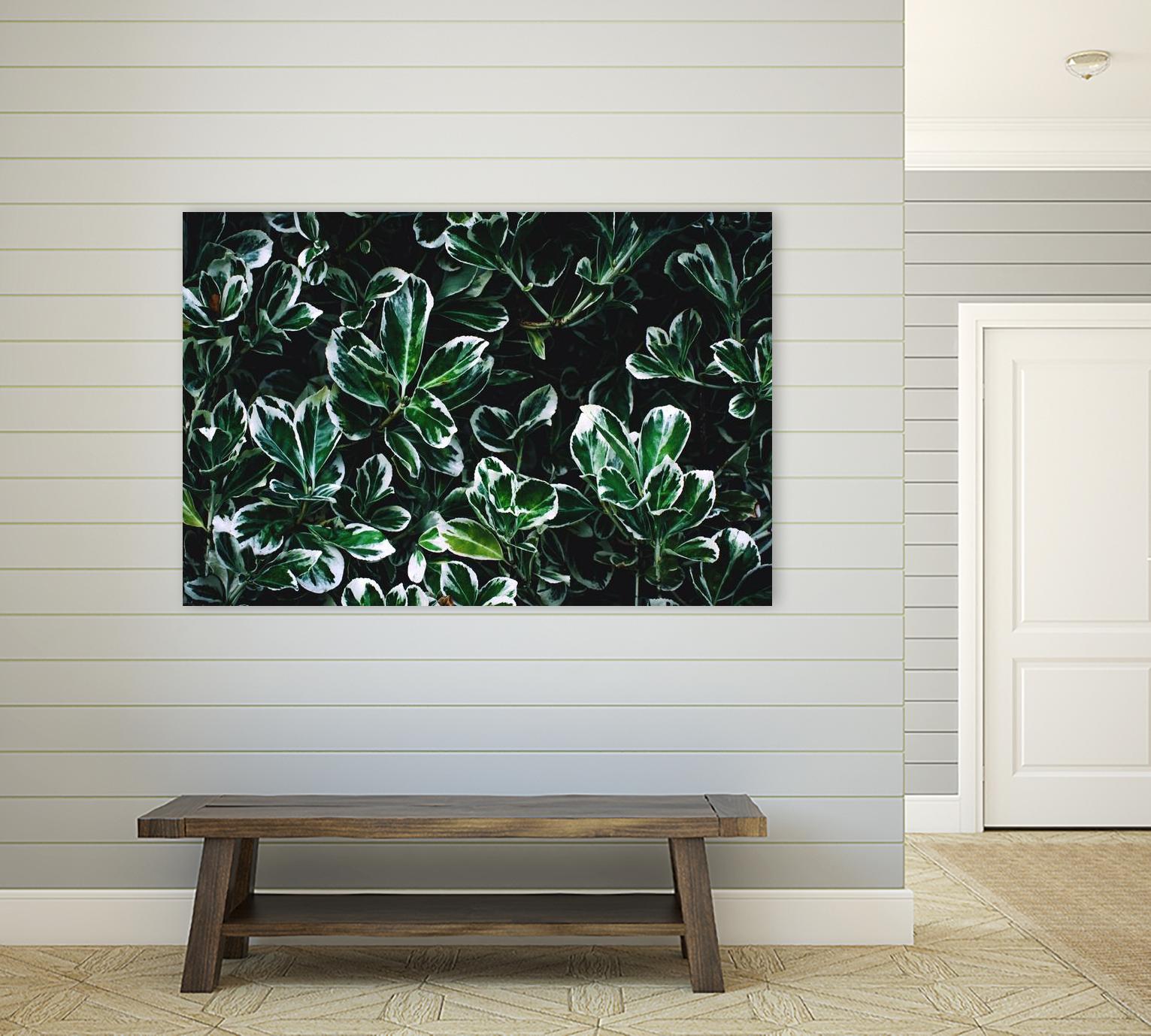 Colored leaves by Pexels on GIANT ART - white botany