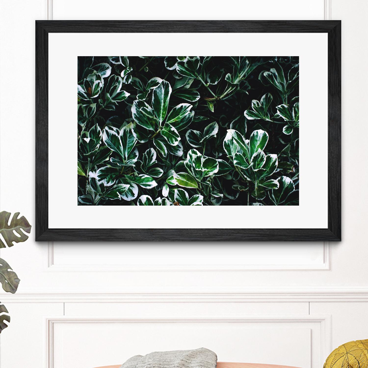 Colored leaves by Pexels on GIANT ART - white botany