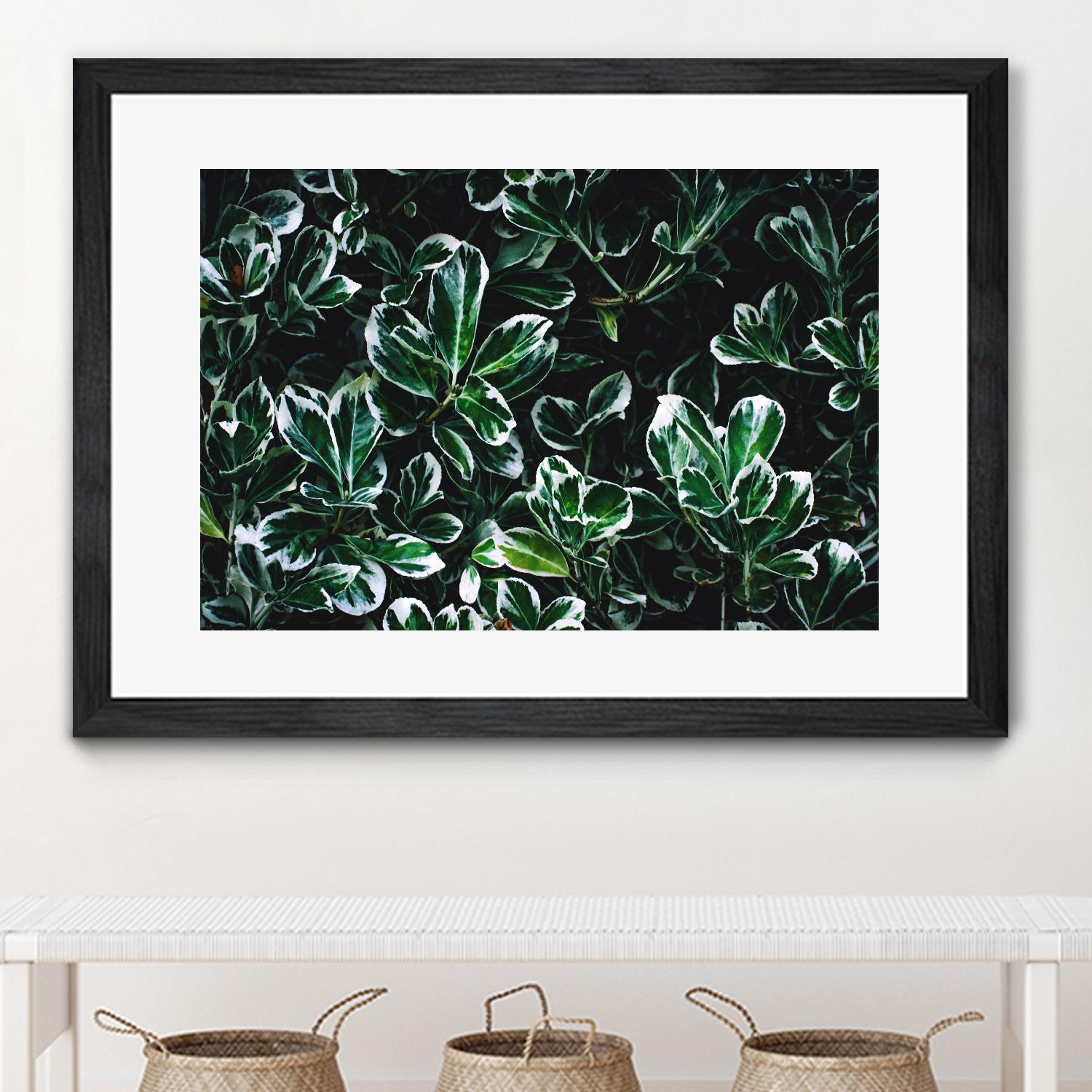 Colored leaves by Pexels on GIANT ART - white botany