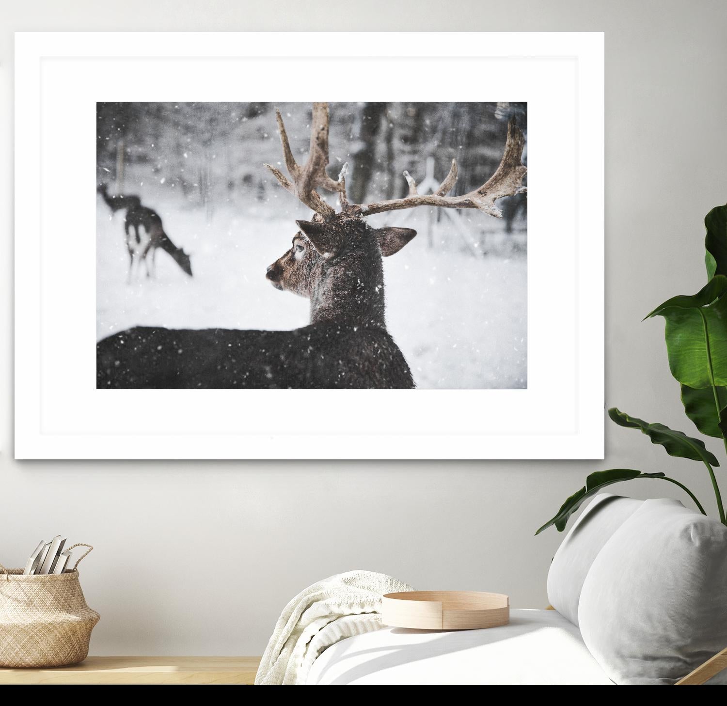 Deers by Pexels on GIANT ART - white animals