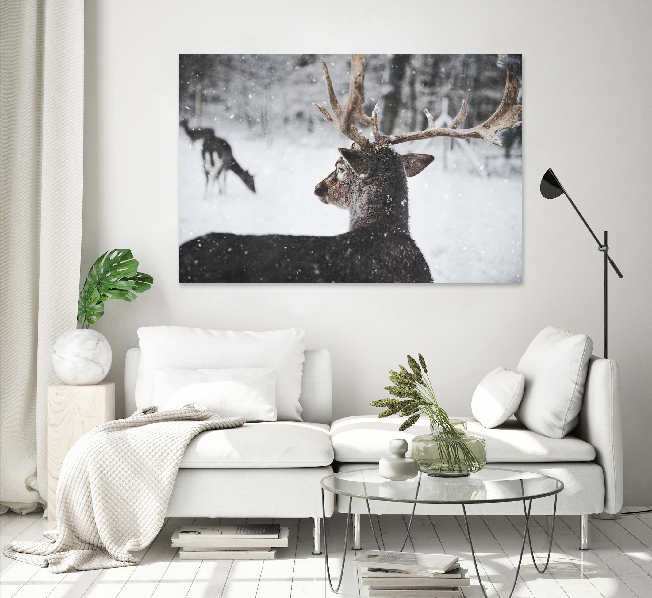 Deers by Pexels on GIANT ART - white animals
