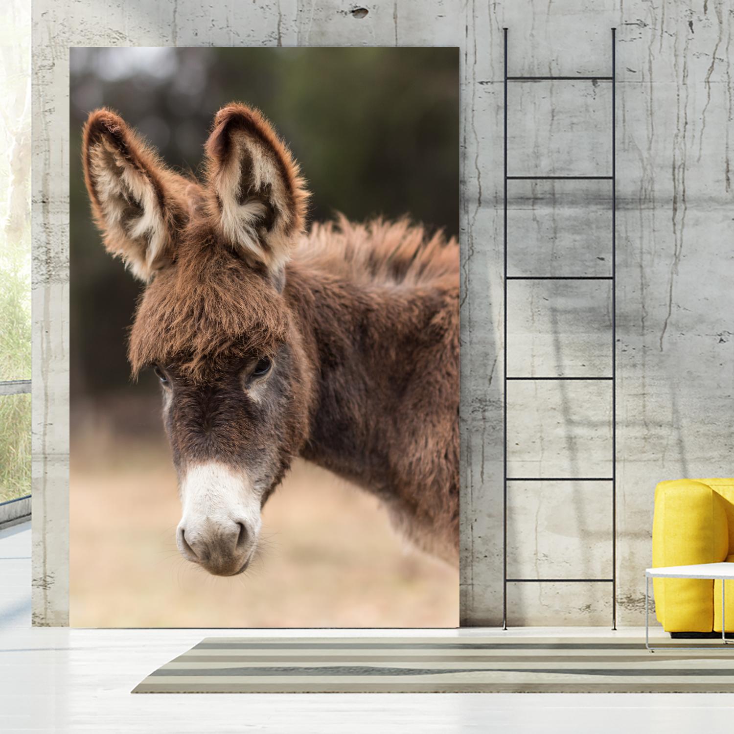 Donkey by Pexels on GIANT ART - white animals