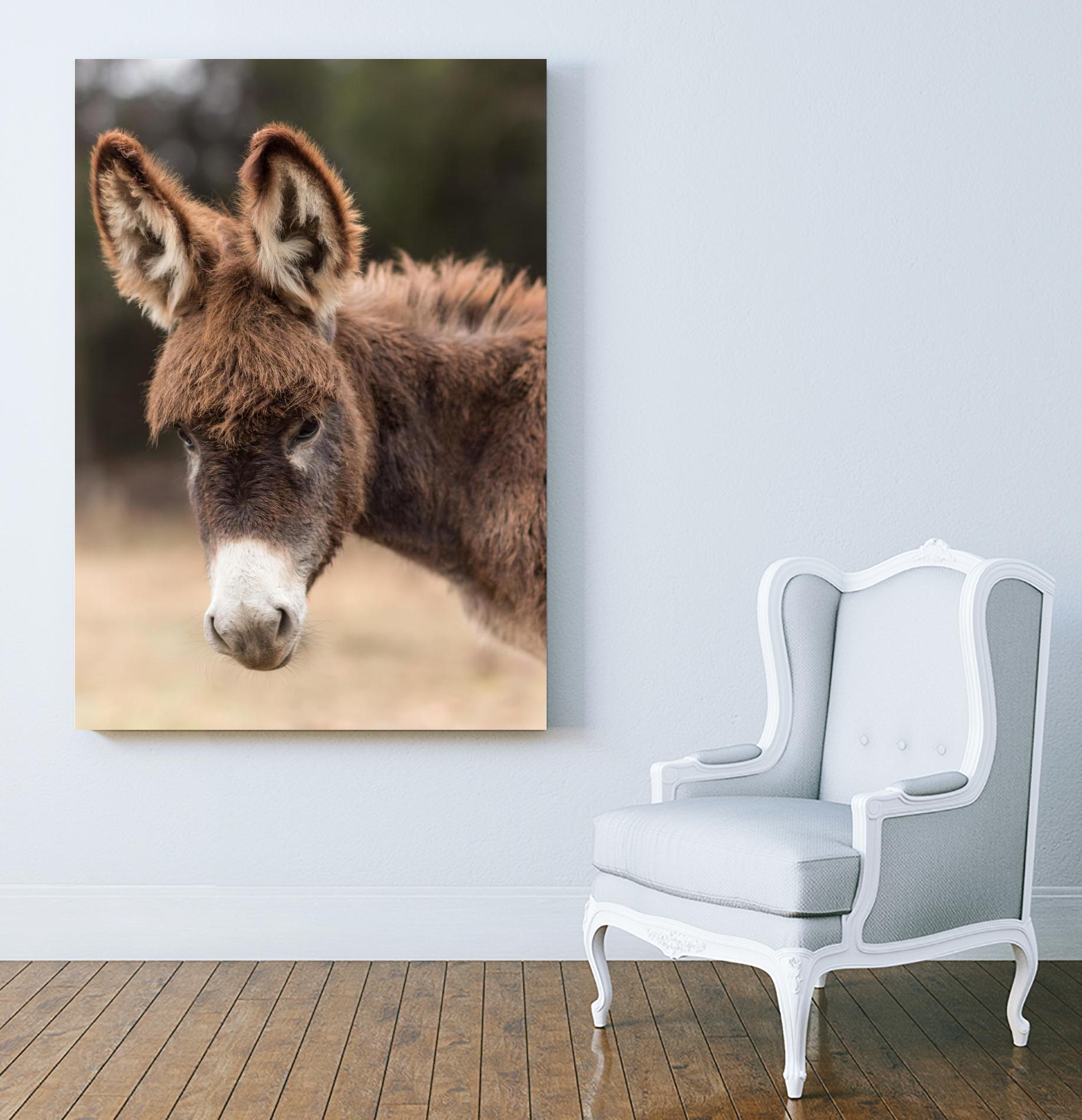 Donkey by Pexels on GIANT ART - white animals