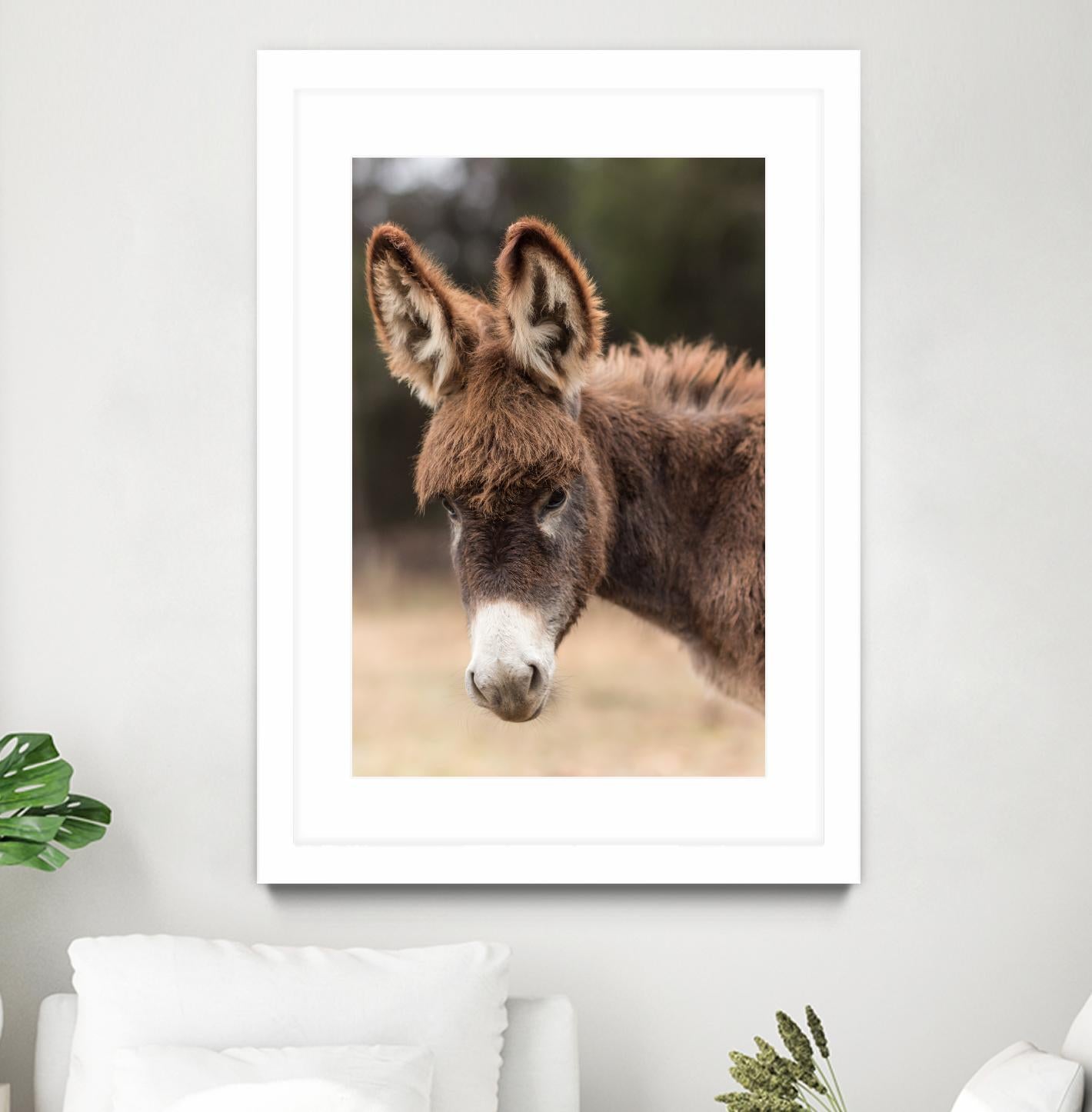 Donkey by Pexels on GIANT ART - white animals
