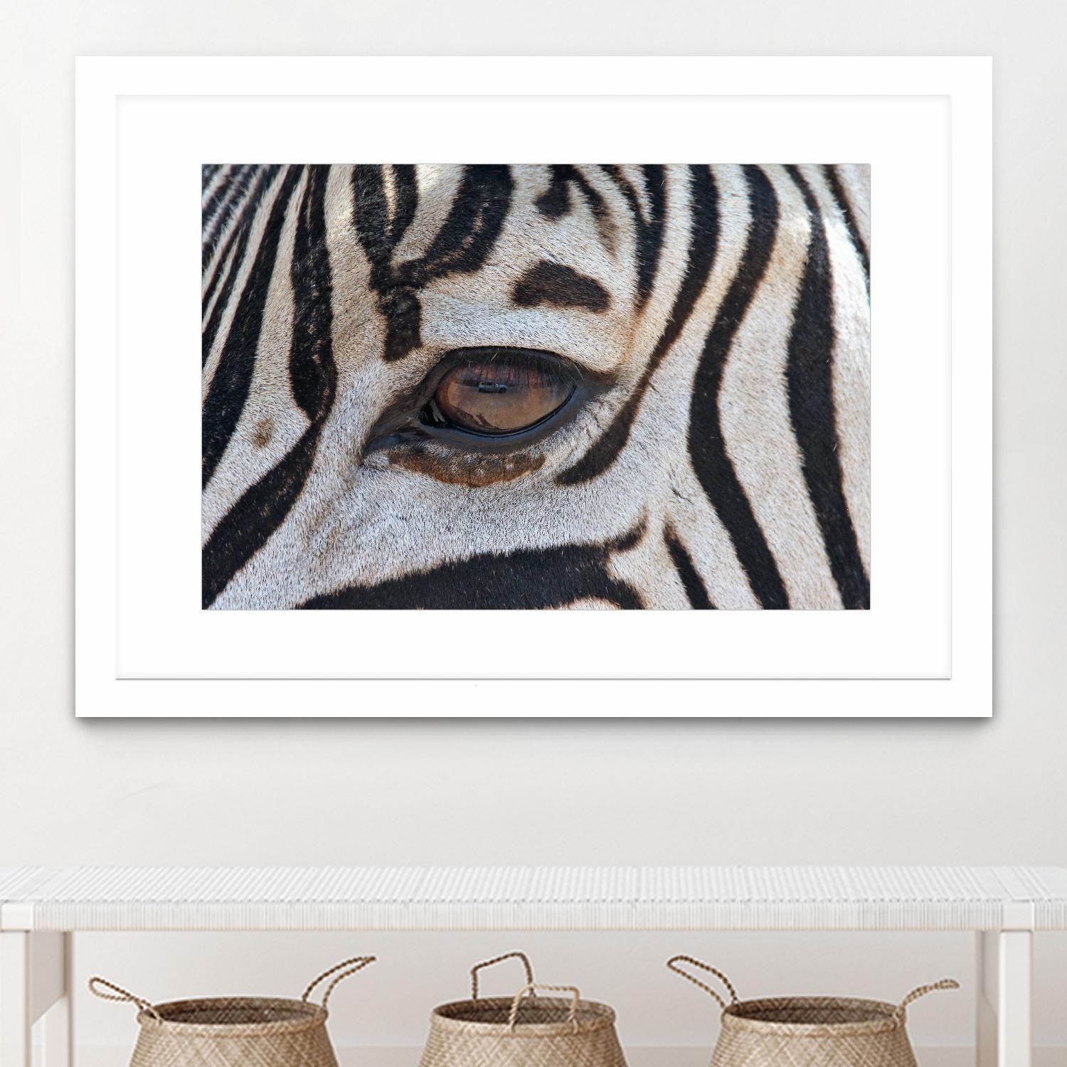 Zebra by Pexels on GIANT ART - white animals