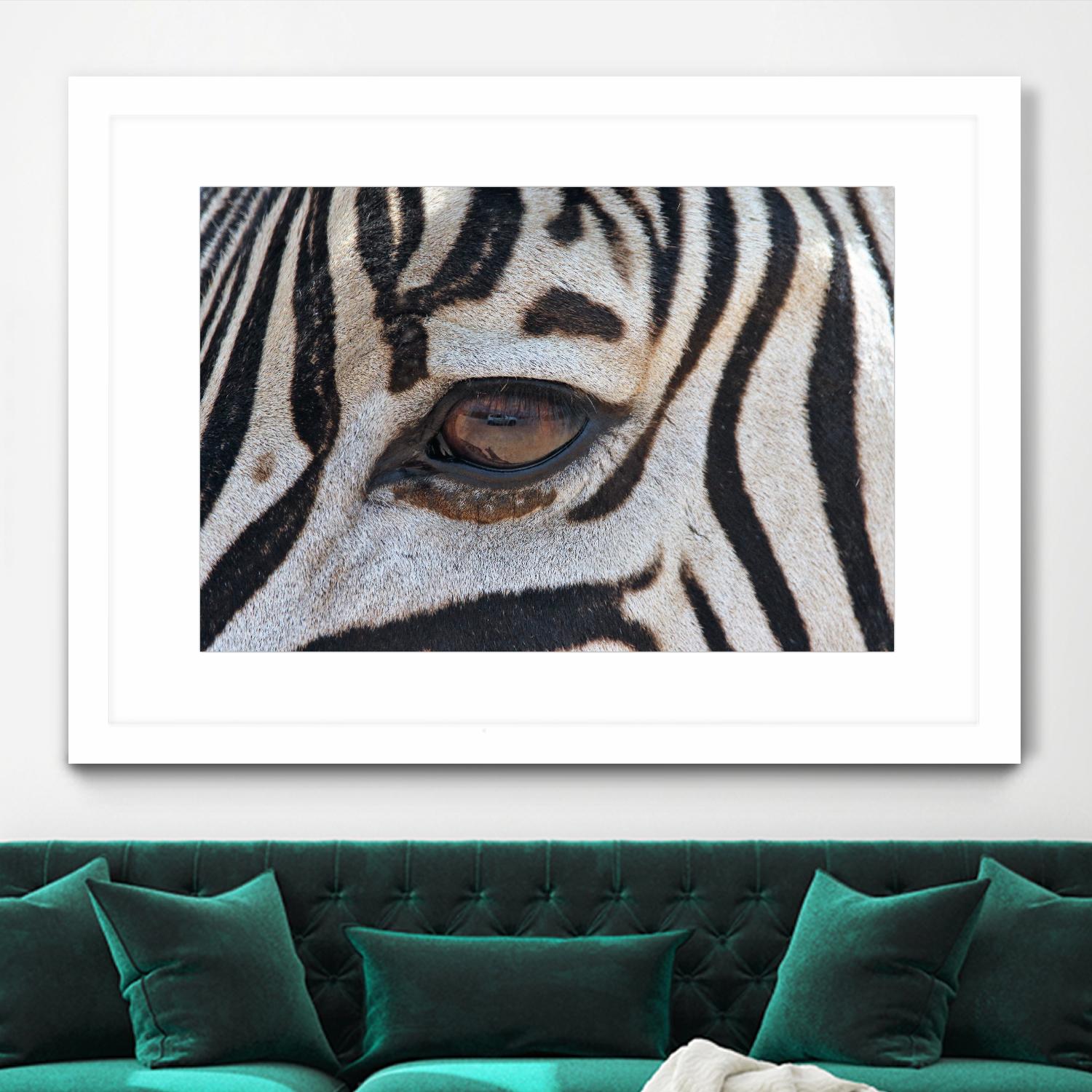 Zebra by Pexels on GIANT ART - white animals