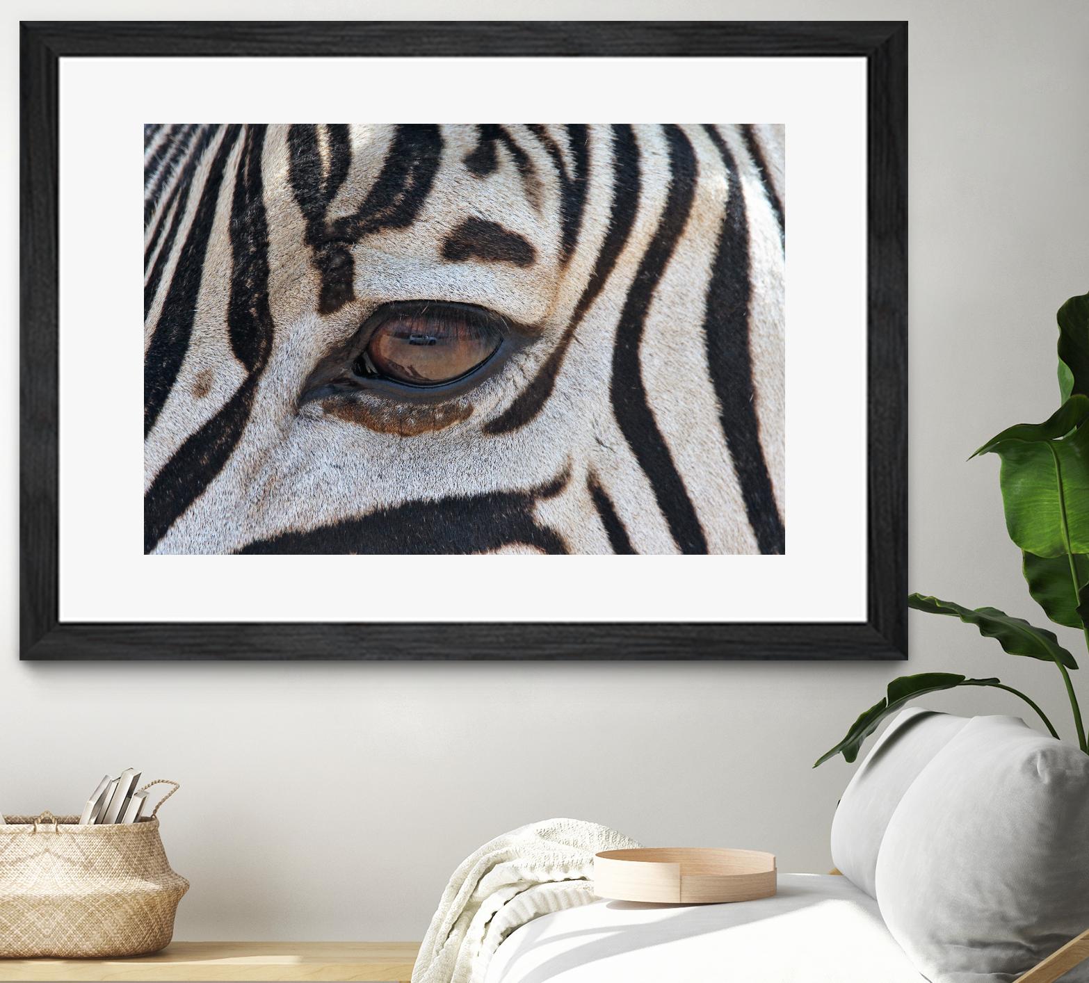 Zebra by Pexels on GIANT ART - white animals