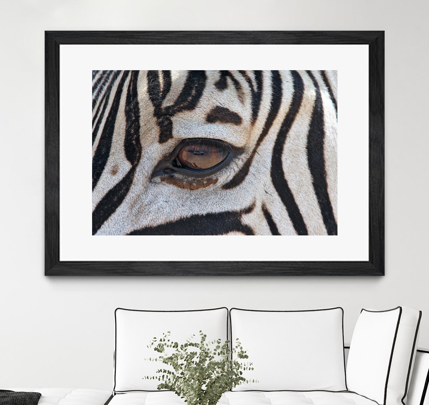 Zebra by Pexels on GIANT ART - white animals