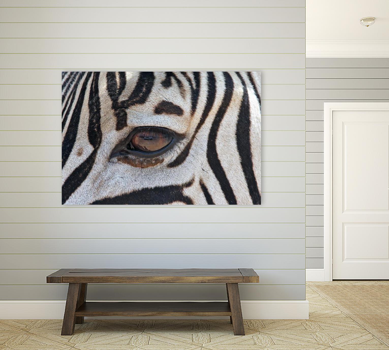 Zebra by Pexels on GIANT ART - white animals