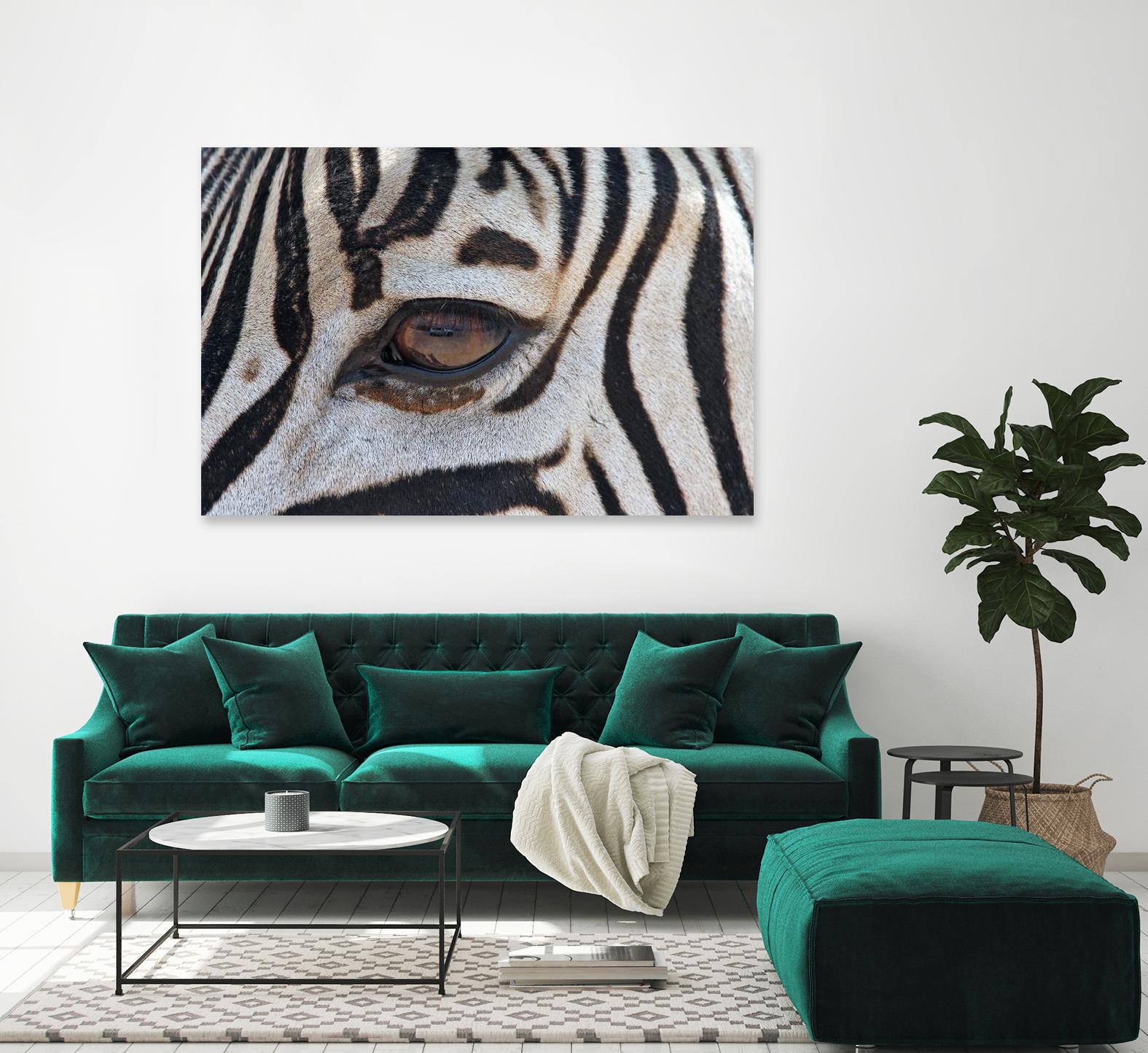 Zebra by Pexels on GIANT ART - white animals