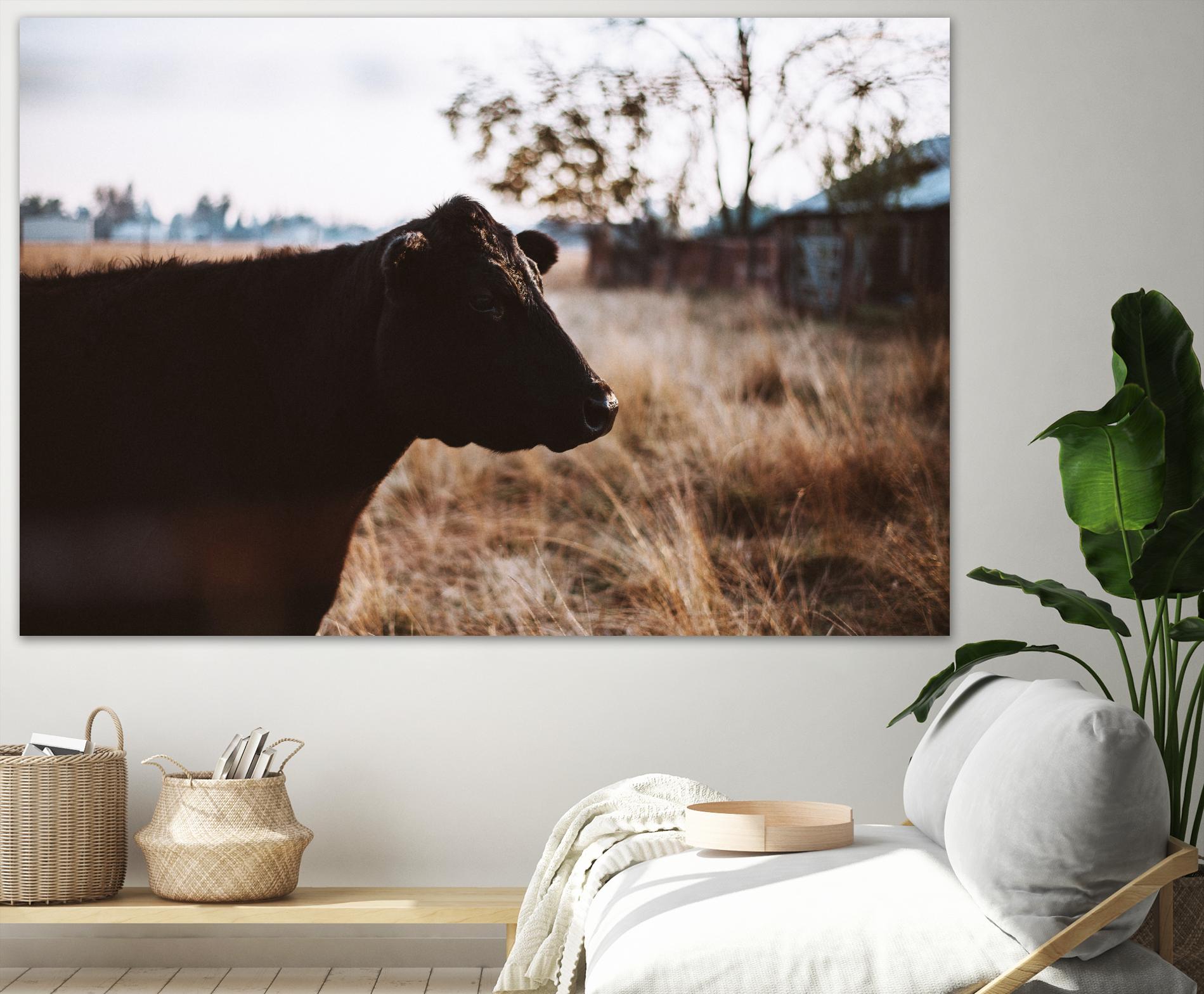 Cow by Pexels on GIANT ART - brown animals