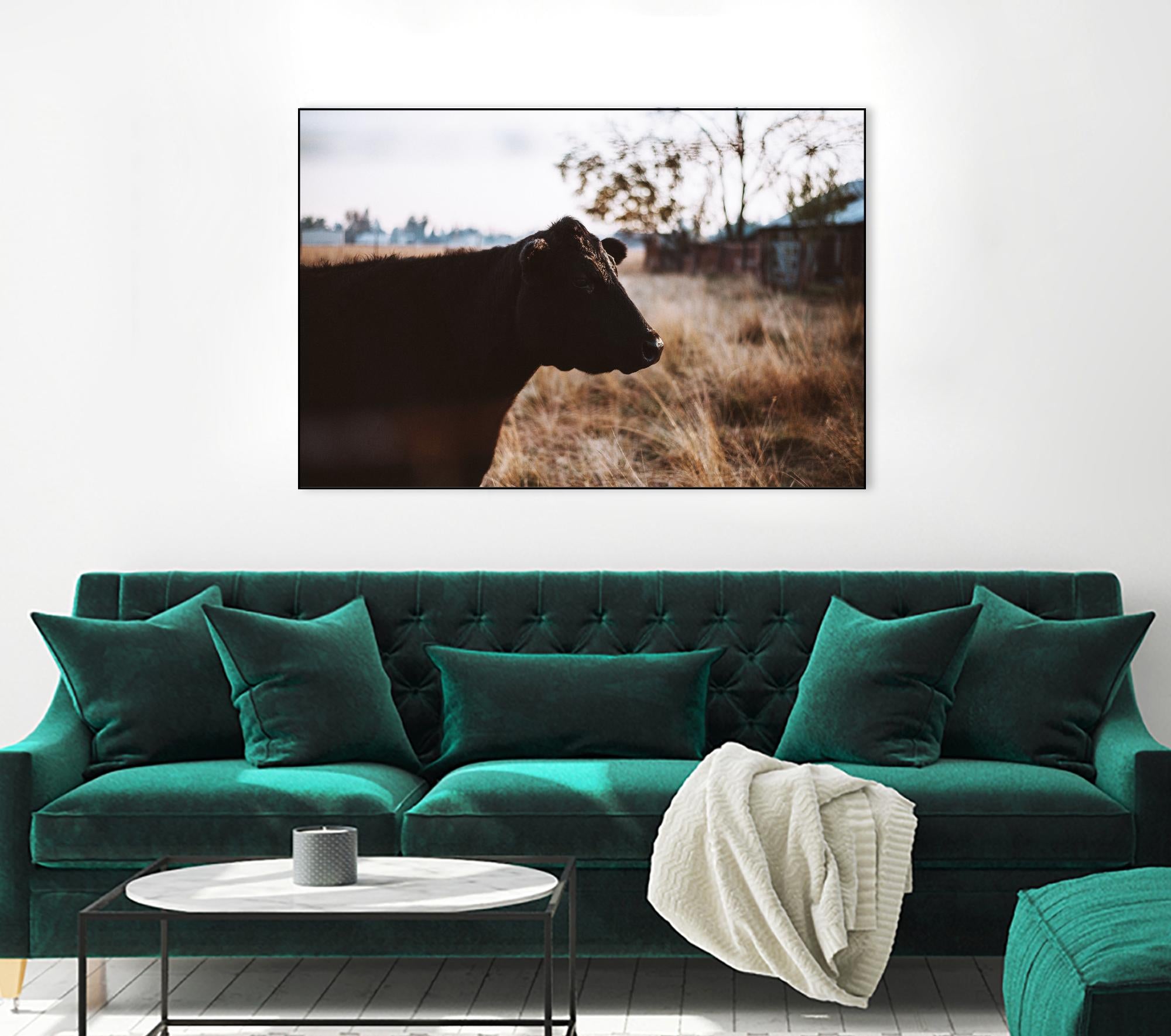 Cow by Pexels on GIANT ART - brown animals