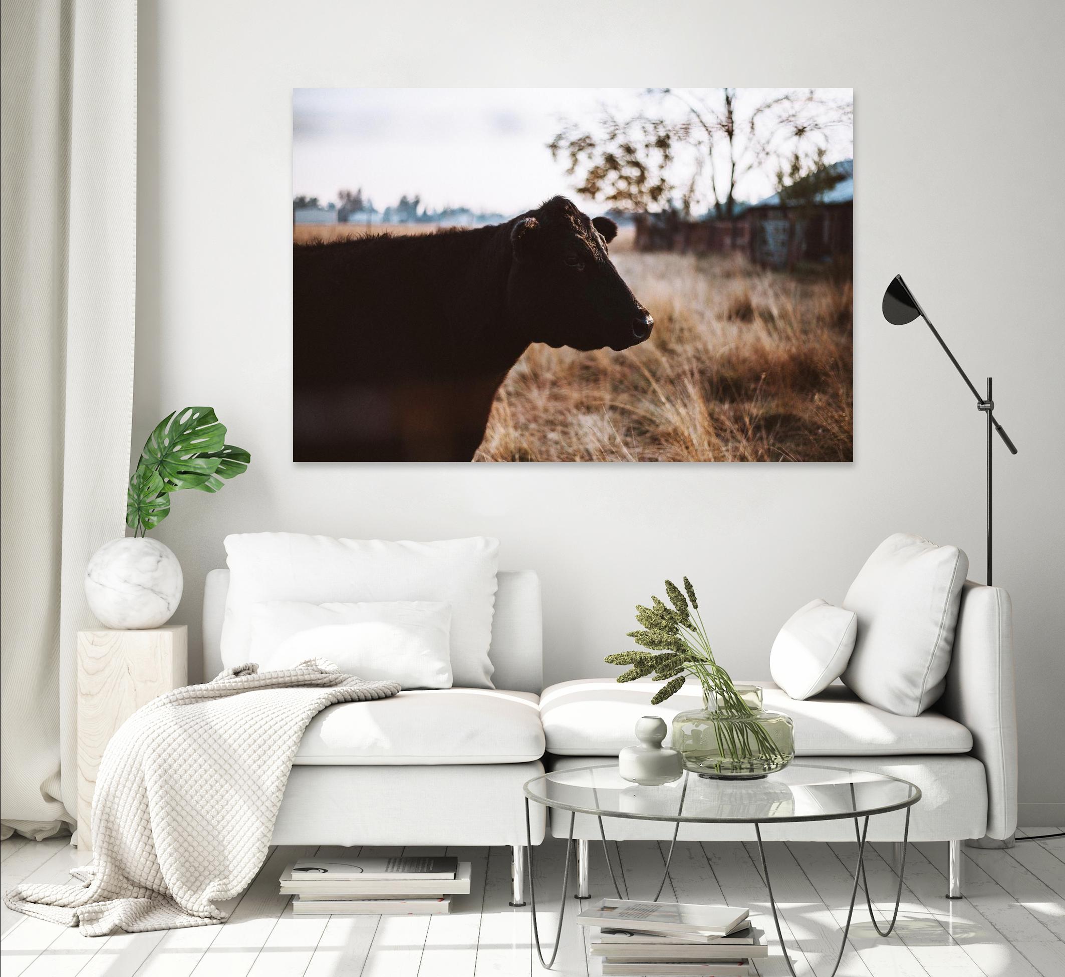 Cow by Pexels on GIANT ART - brown animals