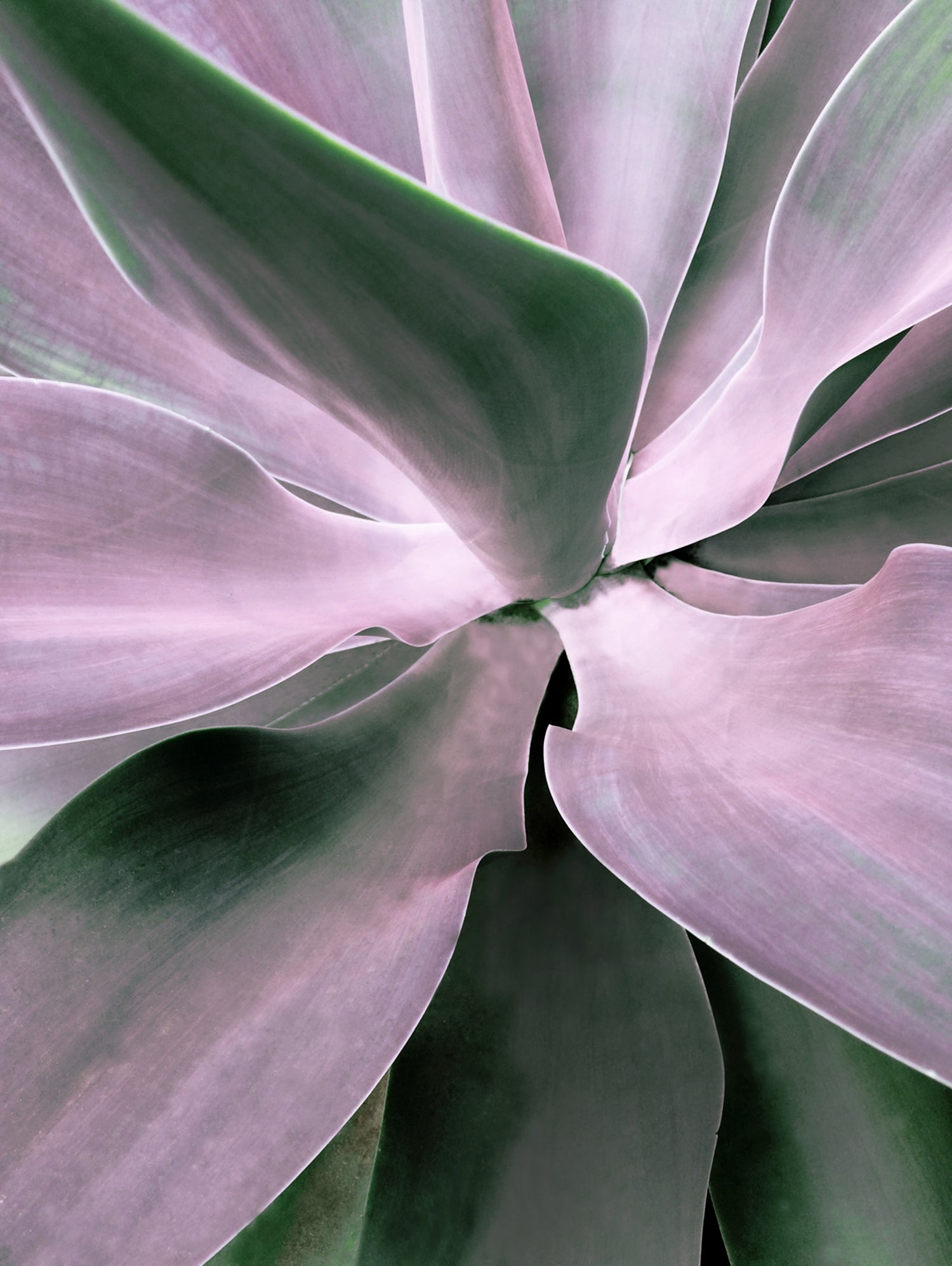 Agave by Caterina Lo Cicero on GIANT ART - pink pink