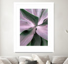 Agave by Caterina Lo Cicero on GIANT ART - pink pink