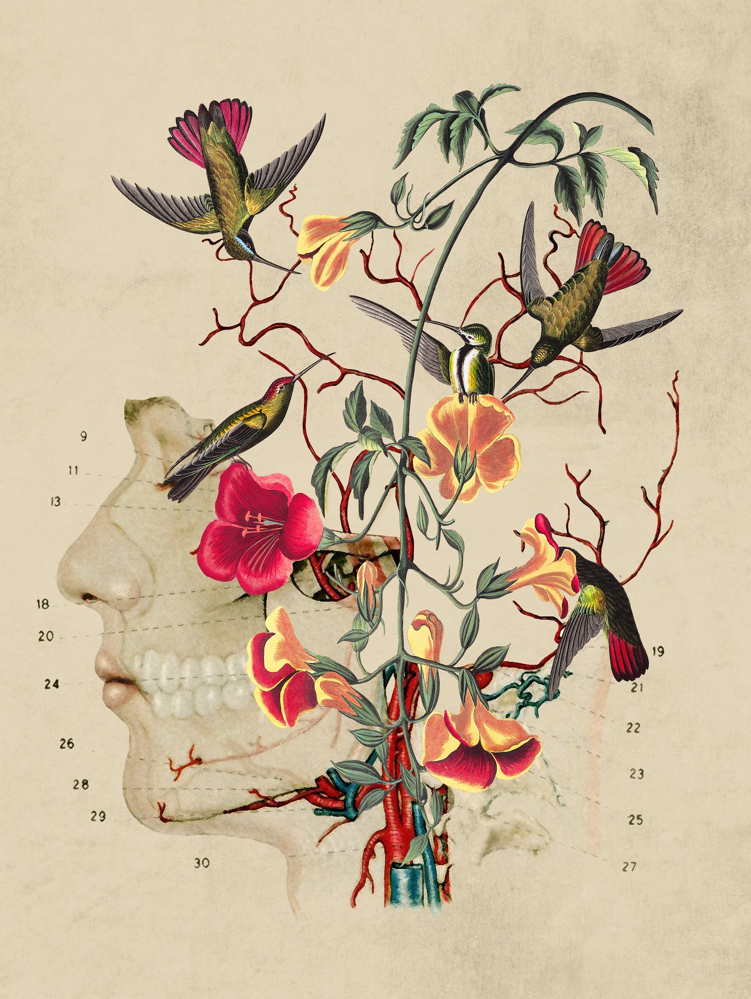 Flower Anatomy by Caterina Lo Cicero on GIANT ART - red digital