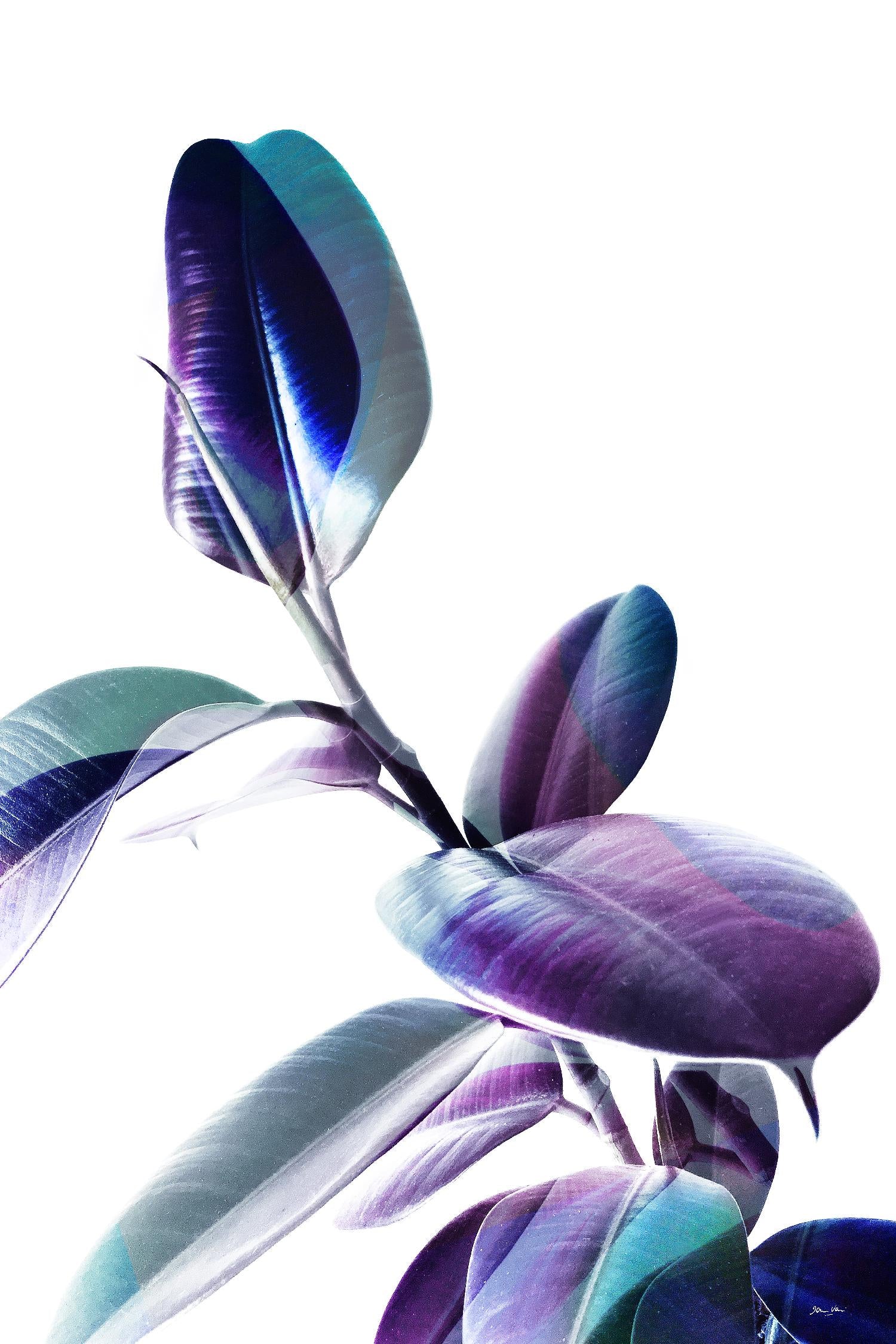 Minimal Rubber foliage in Blue and Purple on White by Dominique Vari on GIANT ART