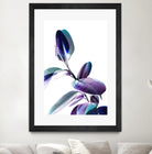 Minimal Rubber foliage in Blue and Purple on White by Dominique Vari on GIANT ART