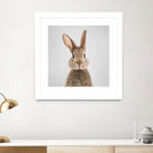 Rabbit - Colorful by Gal Pittel on GIANT ART - brown photo manipulation