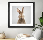 Rabbit - Colorful by Gal Pittel on GIANT ART - brown photo manipulation