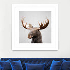 Moose - Colorful by Gal Pittel on GIANT ART - brown photo illustration