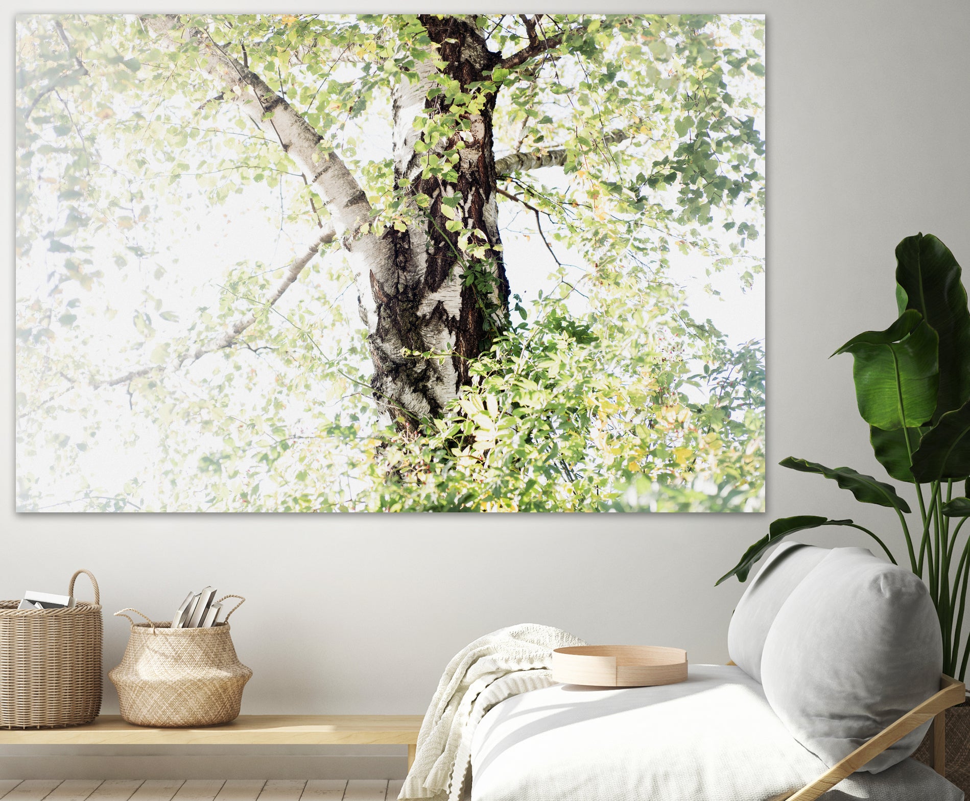 Dreamy Birch Tree 1 by Anitas Bellas Art on GIANT ART - coastal