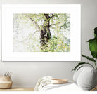 Dreamy Birch Tree 1 by Anitas Bellas Art on GIANT ART - coastal