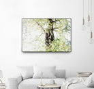 Dreamy Birch Tree 1 by Anitas Bellas Art on GIANT ART - coastal