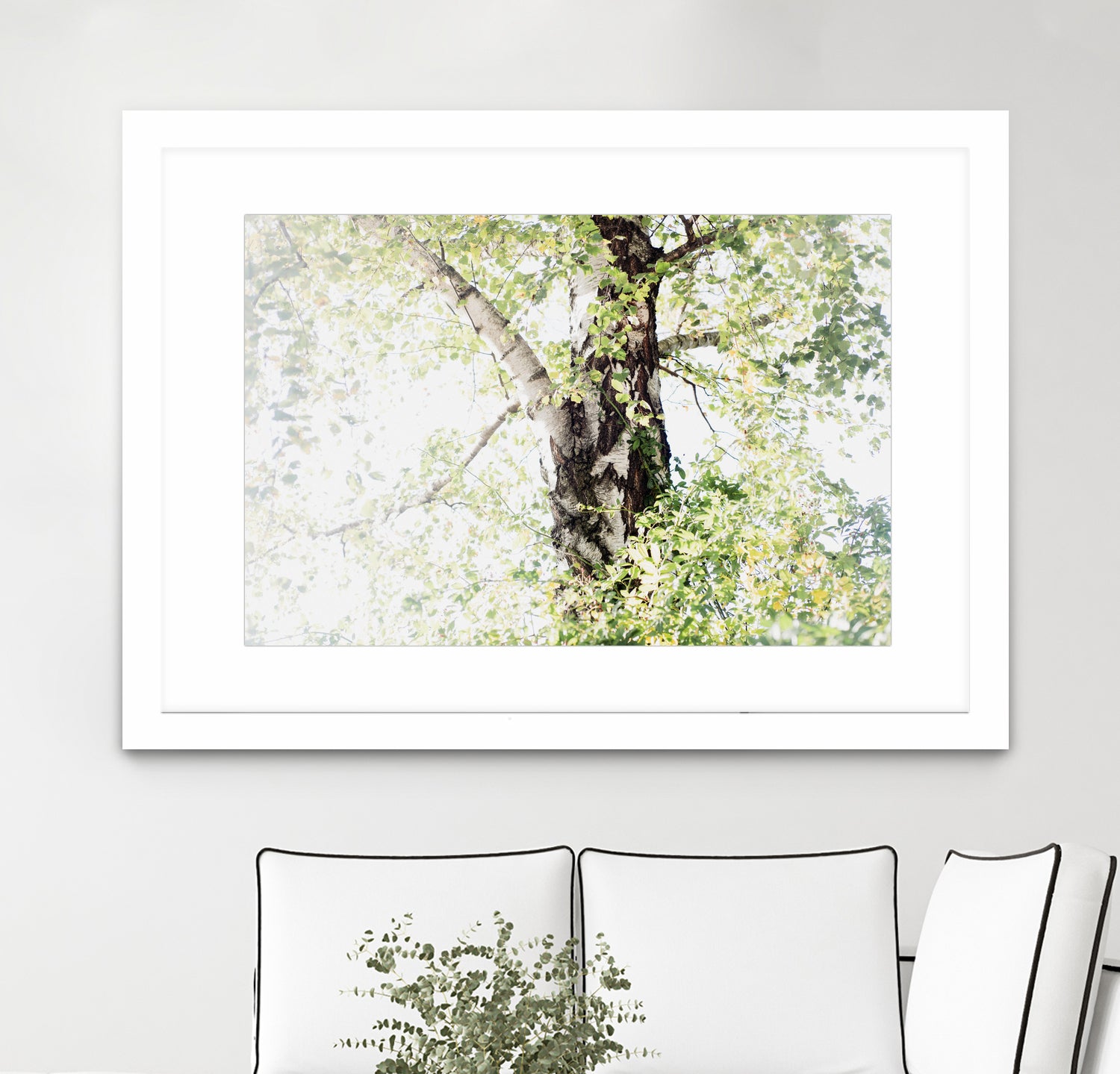 Dreamy Birch Tree 1 by Anitas Bellas Art on GIANT ART - coastal