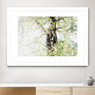 Dreamy Birch Tree 1 by Anitas Bellas Art on GIANT ART - coastal