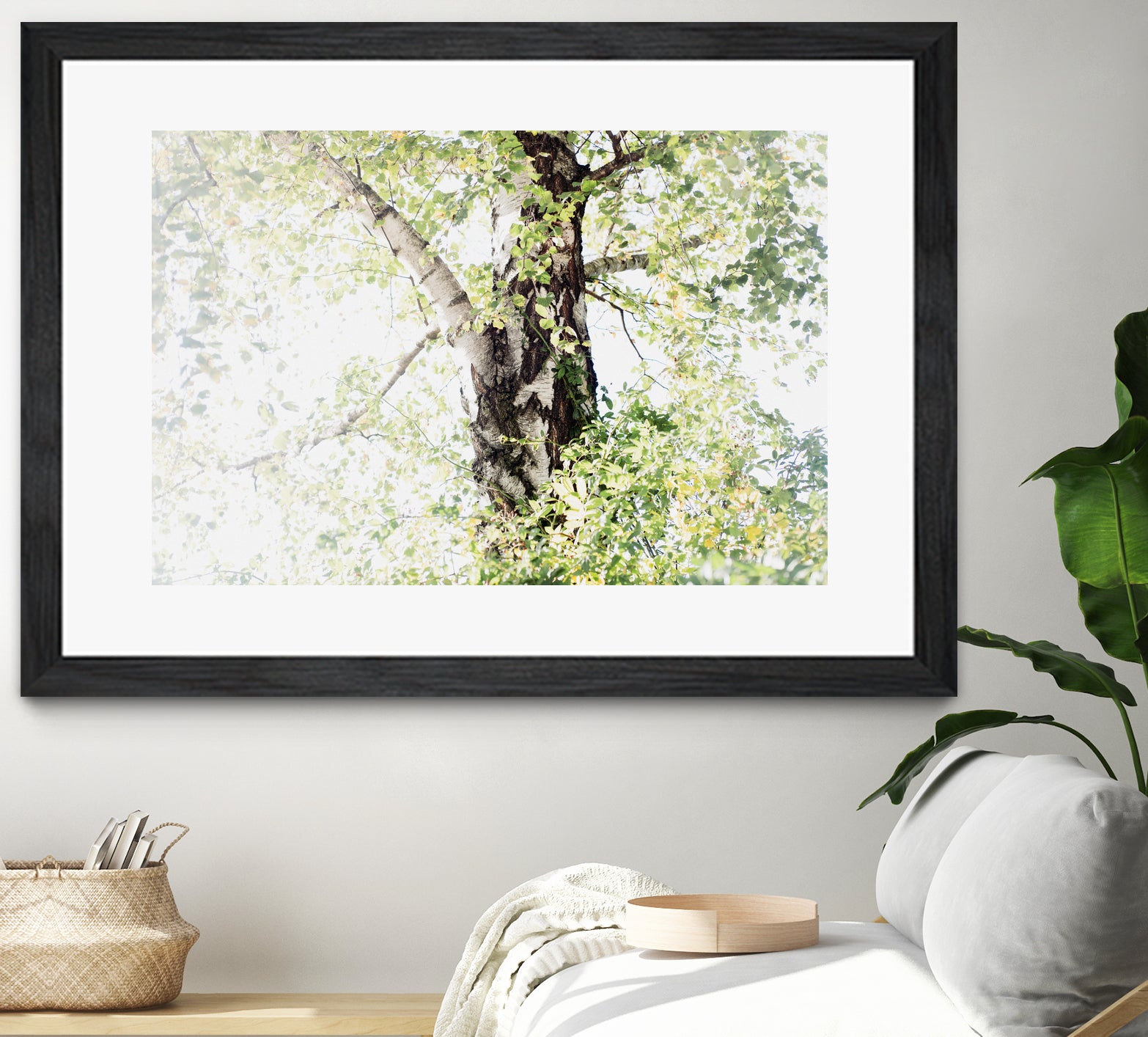 Dreamy Birch Tree 1 by Anitas Bellas Art on GIANT ART - coastal