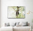 Dreamy Birch Tree 1 by Anitas Bellas Art on GIANT ART - coastal