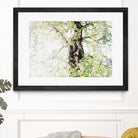 Dreamy Birch Tree 1 by Anitas Bellas Art on GIANT ART - coastal