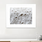 Snow on Thistle by Arlene Carley on GIANT ART - white photo manipulation