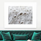 Snow on Thistle by Arlene Carley on GIANT ART - white photo manipulation