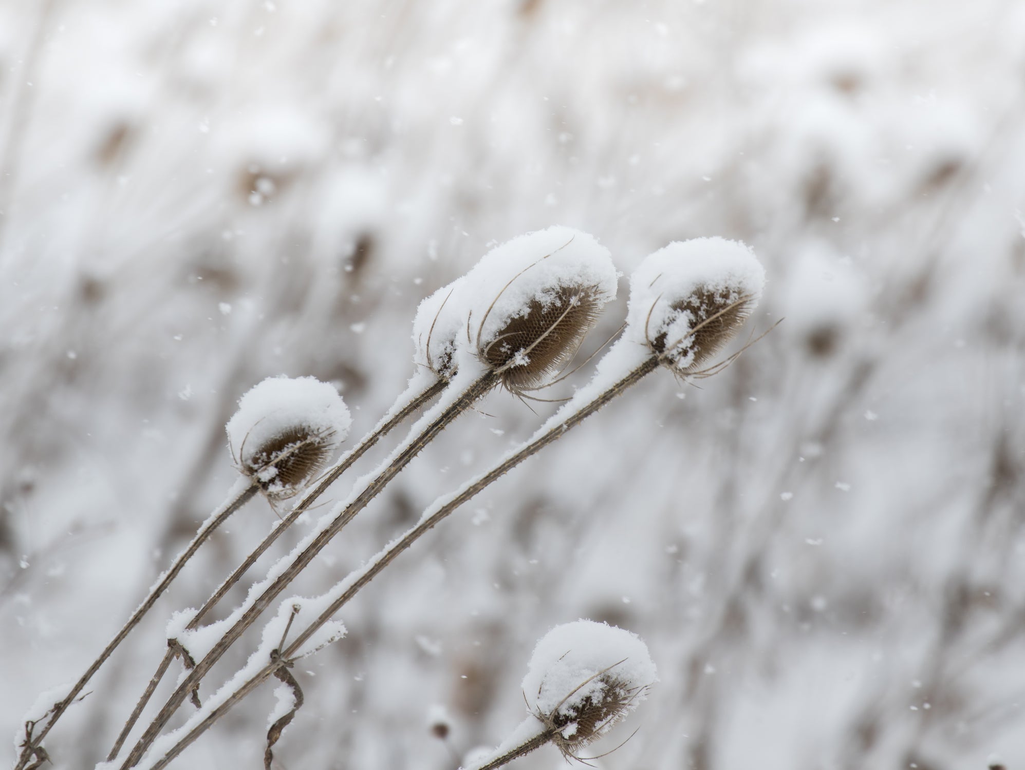 Snow on Thistle by Arlene Carley on GIANT ART - white photo manipulation