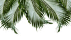 Palm Leaves Finesse 1a by Anitas Bellas Art on GIANT ART - coastal