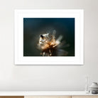 Dew drops on dandelion seed by Studio OMG on GIANT ART - brown photo illustration