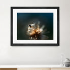 Dew drops on dandelion seed by Studio OMG on GIANT ART - brown photo illustration