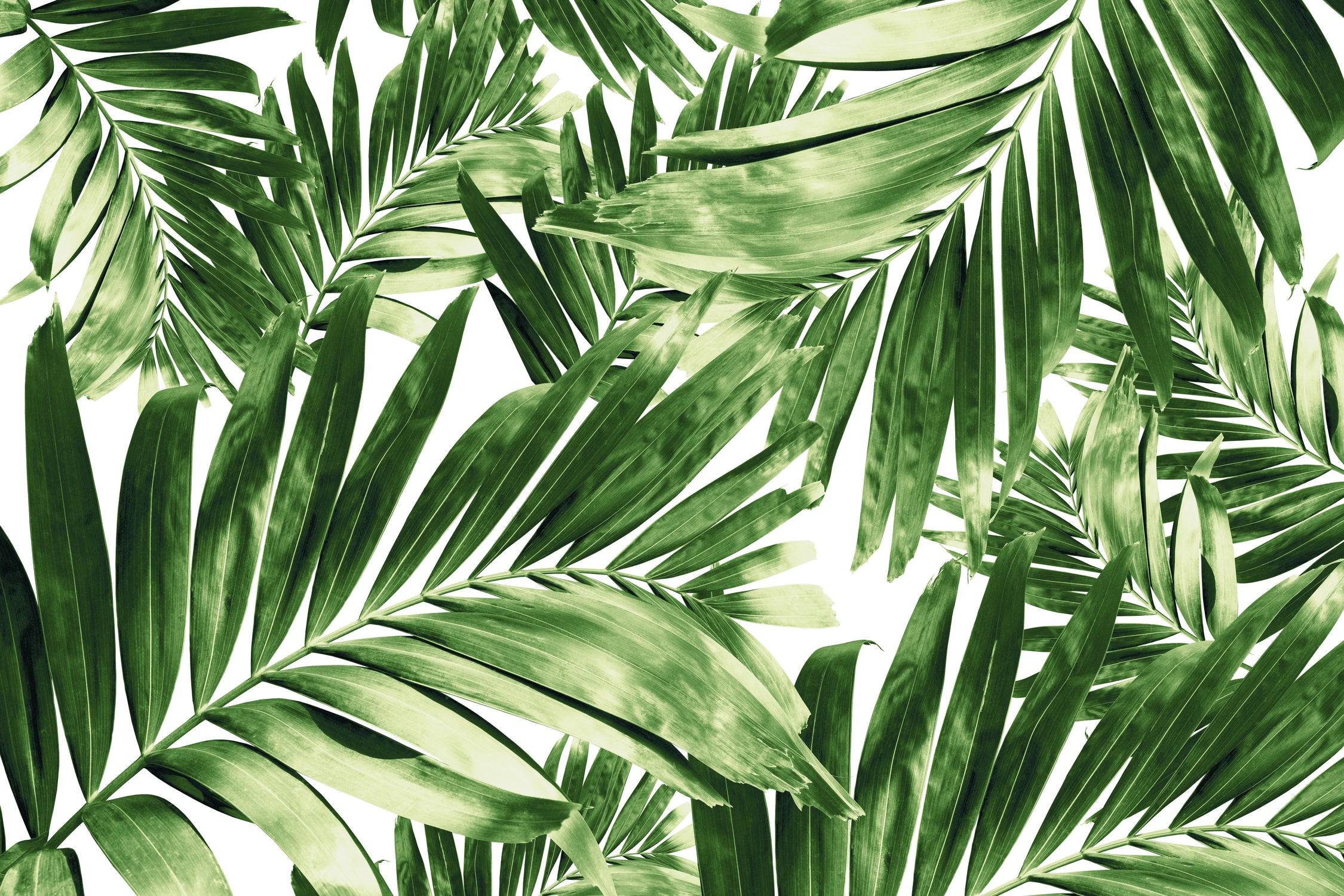 Palm Leaves Pattern Love 2 by Anitas Bellas Art on GIANT ART - coastal